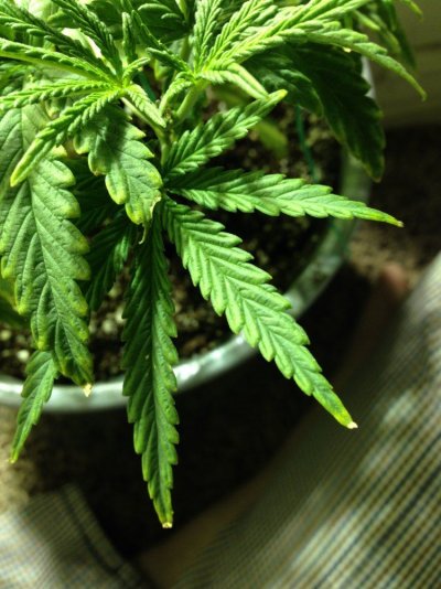 ph-n-def-tox-pics-included.jpeg