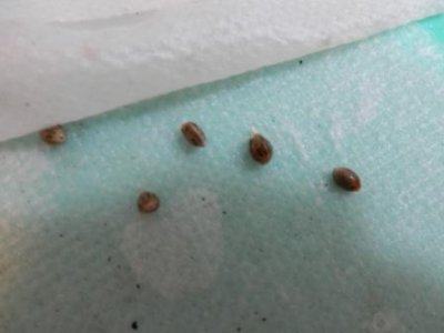 seeds-popping.jpg