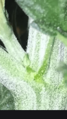 Over A Month Old And One Preflower.