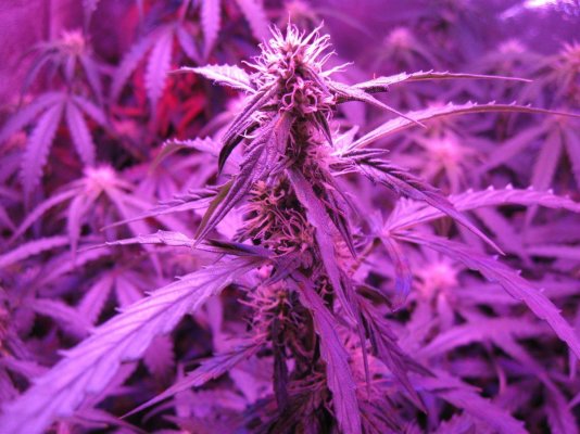 Critical Jack Herer Auto Day 49 (1).JPG