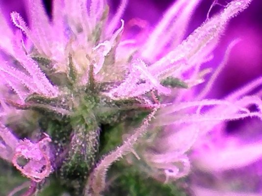 Critical Jack Herer Auto Day 49 (3).jpg