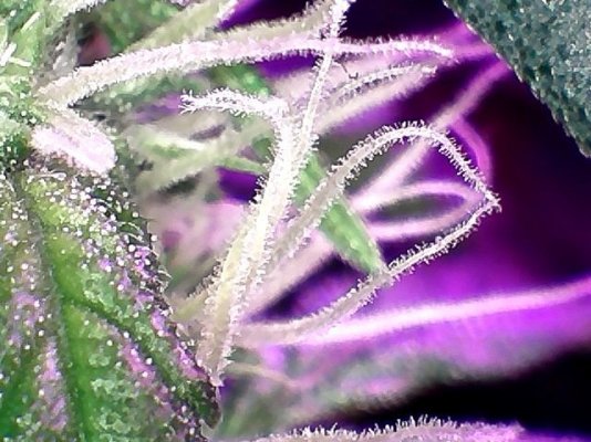 Critical Jack Herer Auto Day 49 (5).jpg