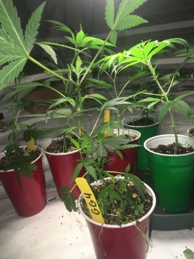 better-organix-indoor-4.jpeg