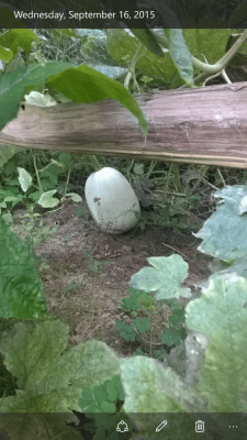 wp_ss_20160821_0005.png