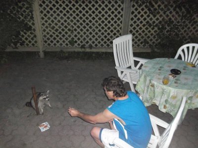 Racoon.jpg