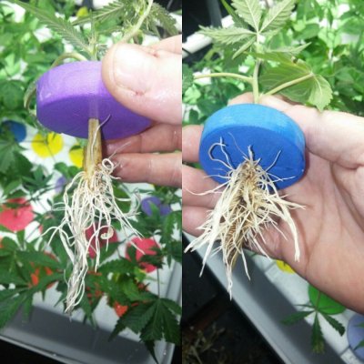 Jsd, Gg#4 Hydroponic Research Coco Grow