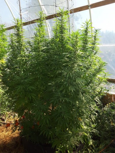 Payne Farms 2016 Greenhouse Grow