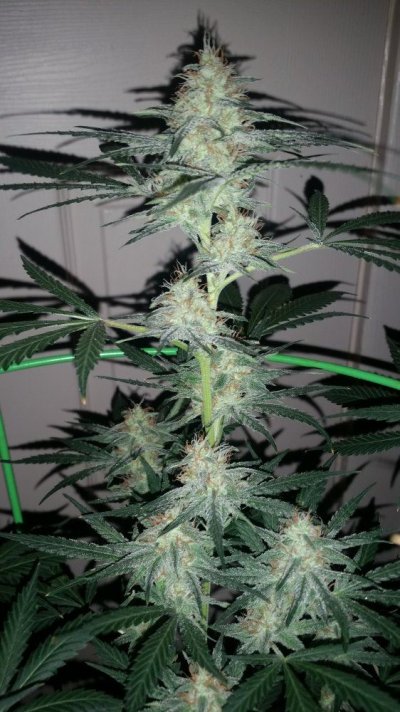 Afghan Hound (slhxaliendog) By Cannobi Genetics