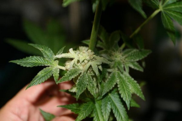 mould--weird-buds.jpg