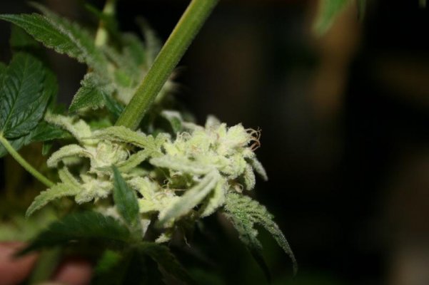 mould--weird-buds-2.jpg