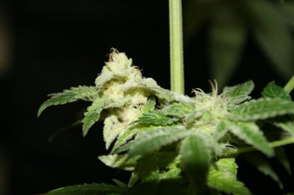 mould--weird-buds-9.jpg