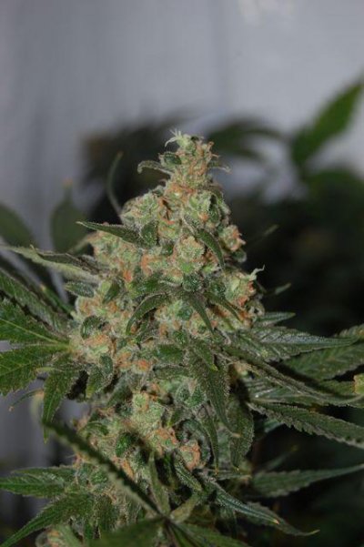 uk-pineapple-2.jpg