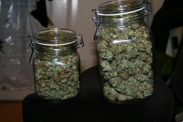 OG Kush, 1st time grow