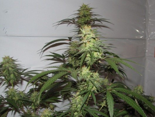 strawhill tops 8wks [800x600].jpg