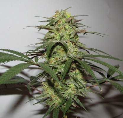 strawhill topbud [800x600].jpg