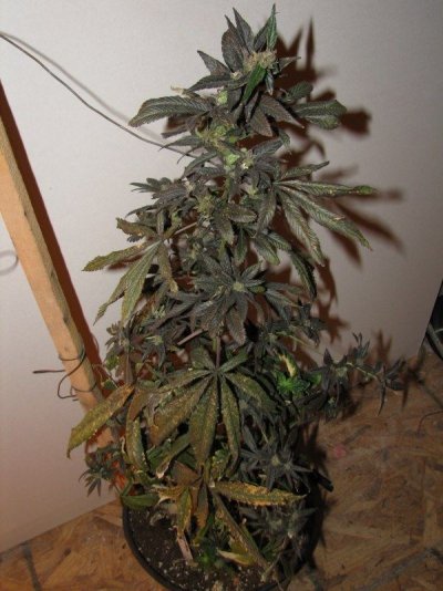 plant2 sbh 17wks.jpg