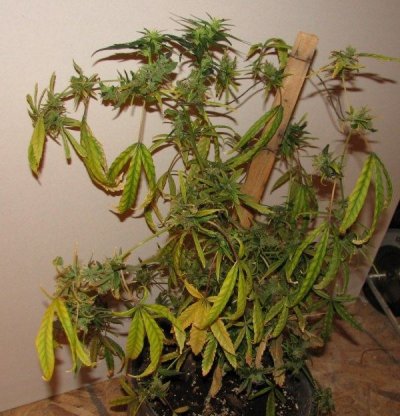 plant7 sbh 17wks.jpg