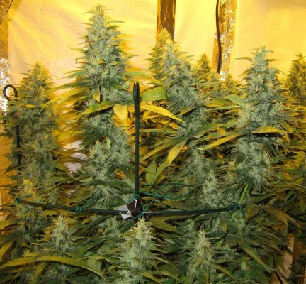 Personal Medical Grow {Casey Jones and OG Kush}