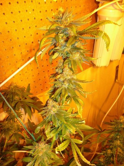 coconoflop3.jpg