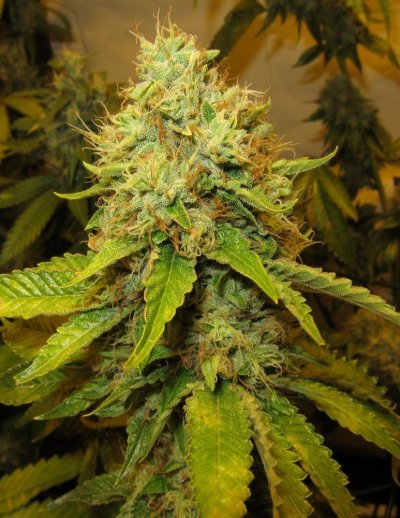 Personal Medical Grow {Casey Jones and OG Kush}