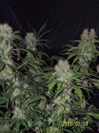 LoM's PERPETUAL STRAIN PORN