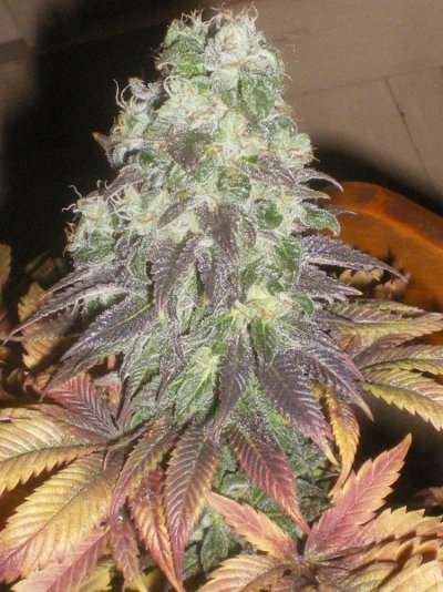 Canna BioGen - Taskenti - 5 weeks - Finish