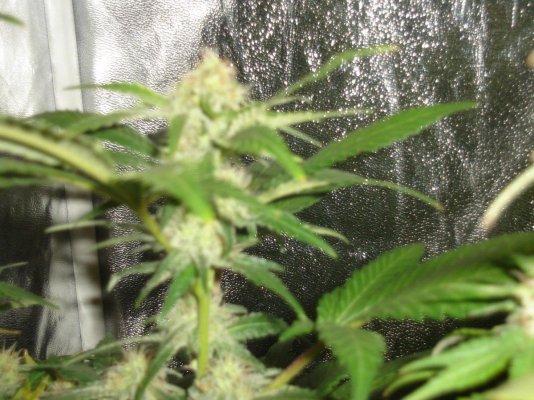 RD's winter DWC grow
