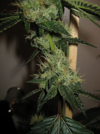 tahoe-og-kush-cut-variance-cola-variation-on-same-plant-2.jpg