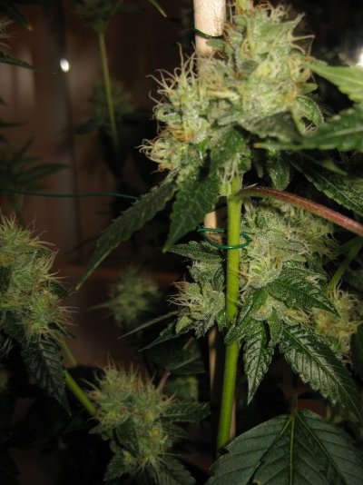 tahoe-og-kush-cut-variance-cola-variation-on-same-plant-3.jpg