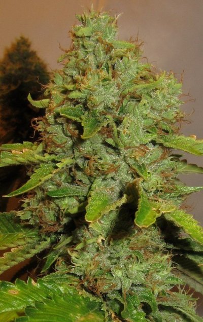 Personal Medical Grow {Casey Jones and OG Kush}