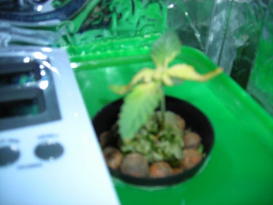 too-much-heat--light--nutrients-6.jpg