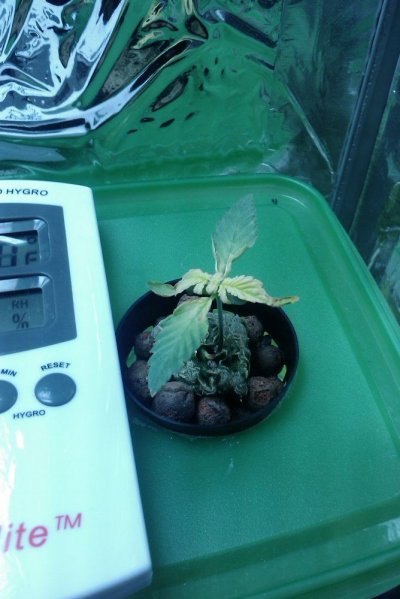 too-much-heat--light--nutrients-2.jpg