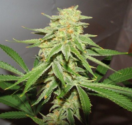 strawdog bud [800x600].jpg