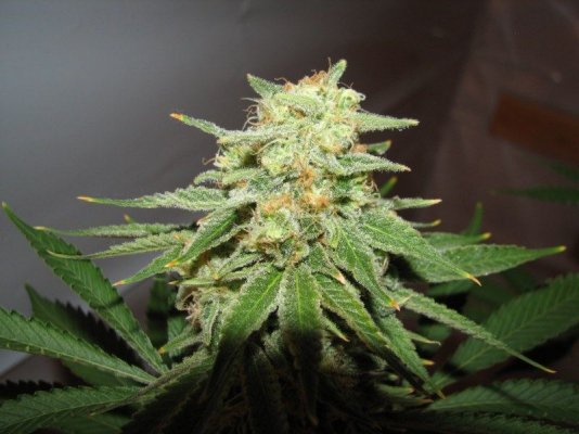 strawdog CU [800x600].jpg