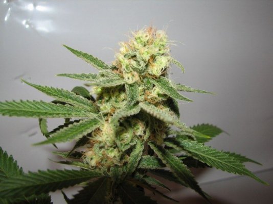 strawdog1 budCU [800x600].jpg