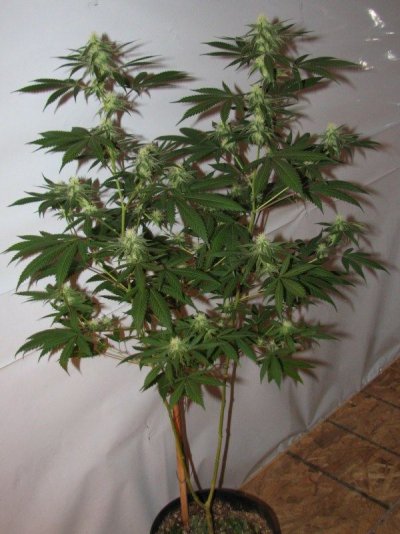 strawdog plant4 [800x600].jpg