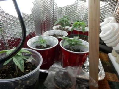 left tray 8-25-16.JPG
