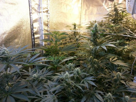 Trying Organics With Better Organix
