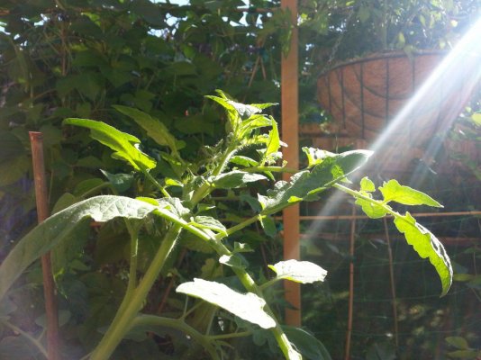 Trying Organics With Better Organix