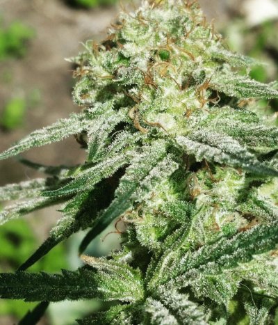 Afghan Hound (slhxaliendog) By Cannobi Genetics
