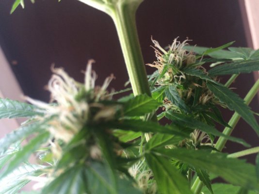 Is It Time To Harvest My Autoflowers Northern Lights ???