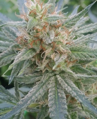Afghan Hound (slhxaliendog) By Cannobi Genetics
