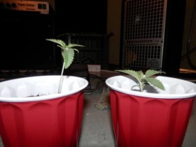 Grow Difference 3 8-20-16.JPG