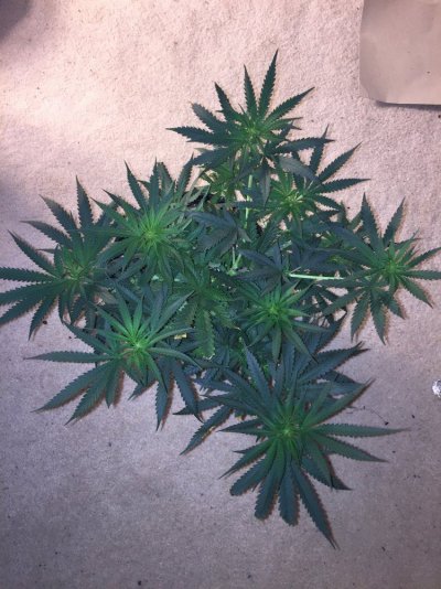 Newbie Grow Journal
