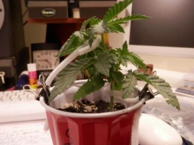 8-30-16 topped and start of LST 2.JPG