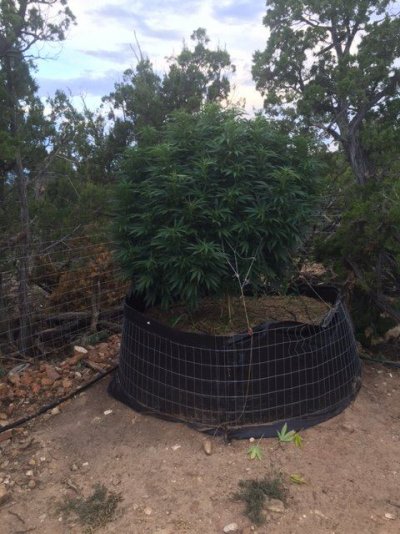 Colorado Outdoor Greenhouse Big Plant
