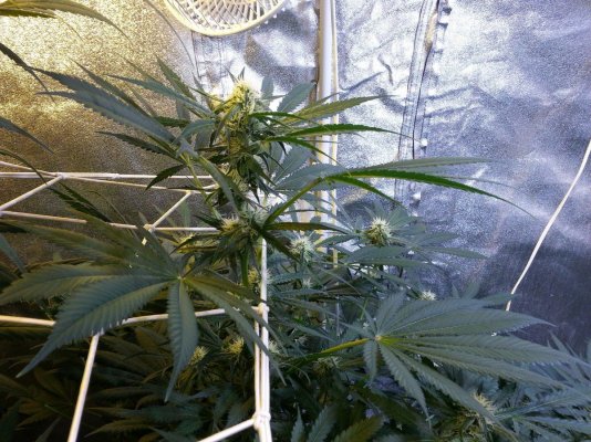 Trying Organics With Better Organix