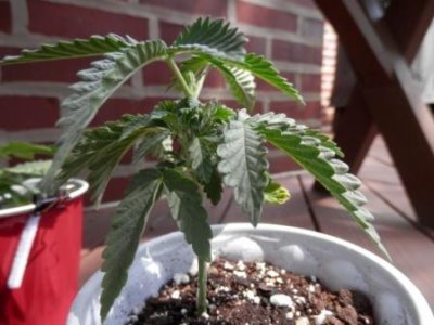 8-31-16 new growth at 2nd node.JPG