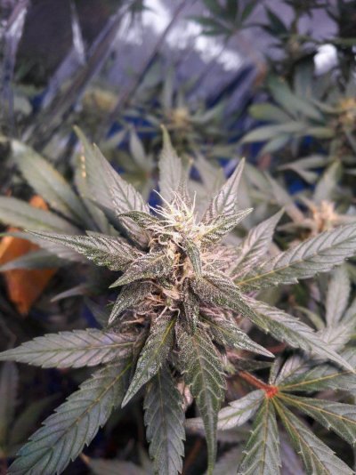 Harvest Colors Or Problems Please Help!!