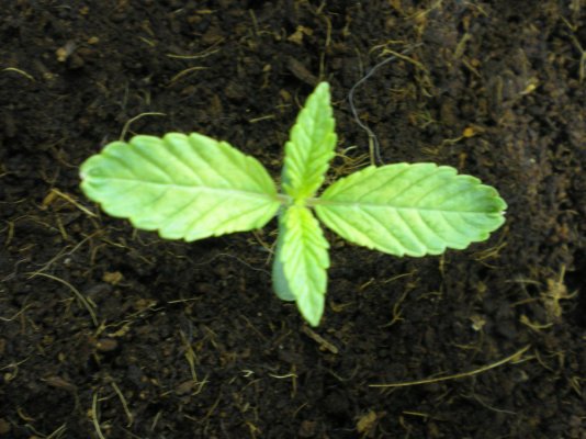thrid-plant.jpg